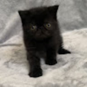 Meet your Posher, Lionessliv